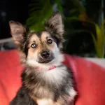 Wyjątkowo piękny, delikatny Lazur szuka domu!