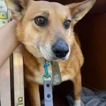 Pies do adopcji, Orzechowce, 15 maja 2024