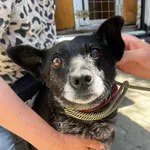 Pies do adopcji, Orzechowce, 15 maja 2024