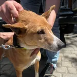 Pies do adopcji, Orzechowce, 15 maja 2024