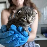 Nr: 164/2024 - Kot z Żarów