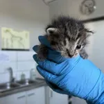 Nr: 163/2024 - Kot z Żarów