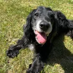 Znaleziony czarny spaniel