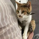 Przyjęty: 2024-05-16 Gmina: Brzeszcze Płeć: Kotka Opis: europejska, tricolor