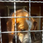 Pies do adopcji, Orzechowce, 15 maja 2024