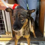 Pies do adopcji, Orzechowce, 15 maja 2024