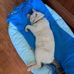 Zaginął kot, Kamieniec Ząbkowicki, 17 maja 2024