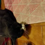 Znaziono kotka czarnego na ul rajdowej 14 jest  zabezpieczony do końca  dnia