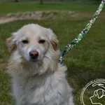 Pies do adopcji, Chełmek, 25 kwietnia 2024