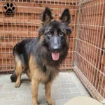 Znaleziono psa, Gdynia, 11 maja 2024