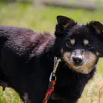 Cynia 197/24 – ADOPTOWANA 🙂