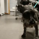 Pies odnaleziony w dniu 16.05.2024 r. przy ul. Nakielskiej.