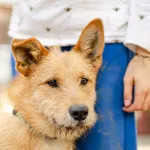 Oddam psa, Olsztyn, 18 maja 2024