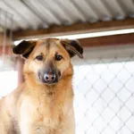 Oddam psa, Olsztyn, 18 maja 2024