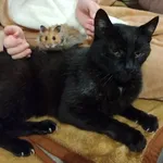 Zaginął kot, Mogilany, 18 maja 2024