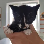 Nr: 168/2024 - Kot z Świebodzice Miasto