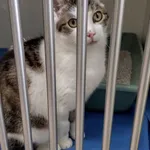 Kot do adopcji, Orzechowce, 21 marca 2024