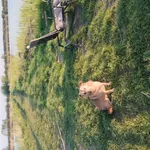 Zaginął pies, Łódź, 18 maja 2024