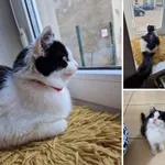 Zaginął kot, Łódź, 18 maja 2024