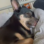 Zaginął pies, Łódź, 19 maja 2024