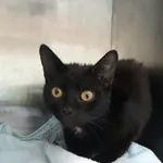 Kot do adopcji, Włocławek, 18 maja 2024