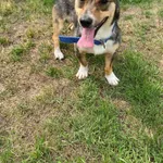 Pies do adopcji, Włocławek, 18 maja 2024