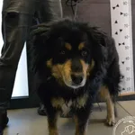 Znaleziono psa, Chełmek, 19 maja 2024