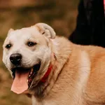 Bielik 616093902519303