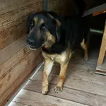 Pies do adopcji, Orzechowce, 19 maja 2024