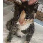 Znaleziono kota, Białystok, 18 maja 2024