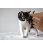 Znaleziono kota, Białystok, 18 maja 2024