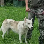 Pies do adopcji, Ropczyce, 20 maja 2024