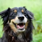 Znaleziono psa, Sosnowiec, 18 maja 2024