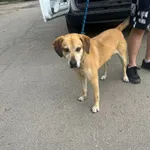 Znaleziono psa, Sosnowiec, 18 maja 2024