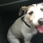 Pies odnaleziony w dniu 20.05.2024 r. przy ul. Gołębiej.