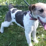 Majorka to suka przywieziona w dniu 01.05.2024r z terenu gm. Sterdyń, kontaktowa,energiczna, mała