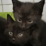 Znaleziono kota, Lublin, 19 maja 2024