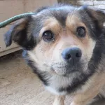 Morek to pies przywieziony w dniu 03.05.2024r nieduży, kontaktowy, miły