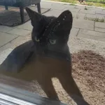 Znaleziono kota, Rzeszów, 21 maja 2024