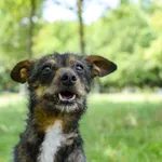 Pies do adopcji, Radom, 14 lipca 2024