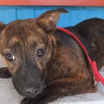 Makser to piesek przywieziony w dniu 09.05.2024r z terenu gm. Miastków Kościelny, w wieku ok.5mies., do socjalizacji