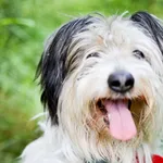 Znaleziono psa, Sosnowiec, 18 maja 2024