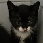 Znaleziono kota, Lublin, 19 maja 2024