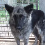 Morka to suka przywieziona w dniu 03.05.2024r duża , wycofana, ostrożna do obcych