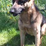 Mupek to pies przywieziony w dniu 01.05.2024r z terenu gm. Łyse, duży w typie on, kontaktowy