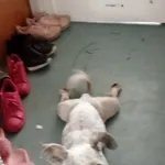 Zaginął pies, Łódź, 22 maja 2024