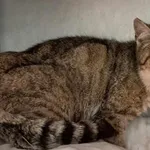 Kocurek poz. 24/197/K