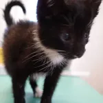 INTERWENCJA 20.05.2024.