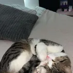 Zaginał  Kotek Borys