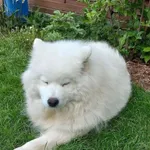 Samoyed W dniu 20.05 w okolicach lotniska w Łodzi, znaleziono pieska, Samoyed - młoda suczka. Nie ma chipa. Jest bardzo spokojna i wystraszona, bardzo tęskni za domem. Jest zabezpieczona w tymczasowym